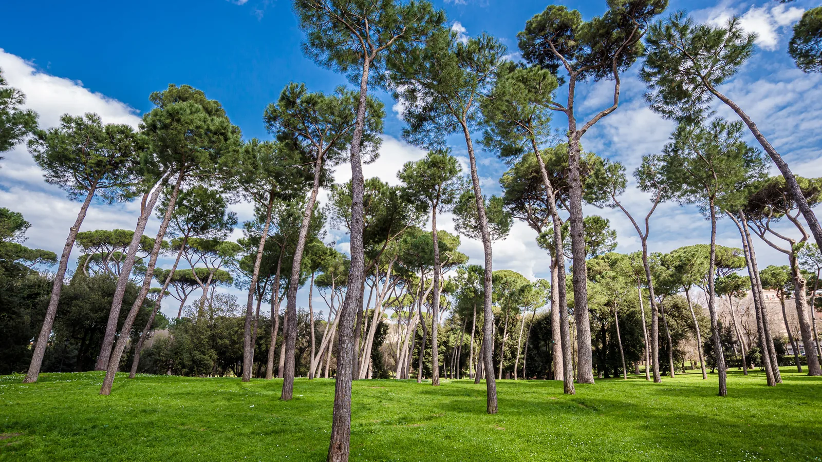 Umbrella pines and lawns in Villa Borghese